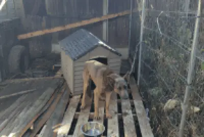 Birmingham Man Banned 25 Years for Starving Dog Neglect