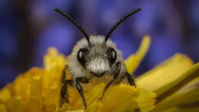 Britain's garden pollinators need help: new initiative highlights species