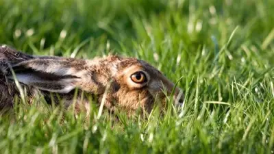Brown hares thriving across Lancashire as summer sightings soar