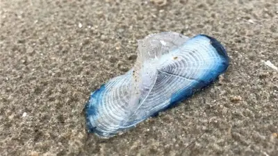 By-The-Wind Sailors wash up on Sefton Coast in large numbers