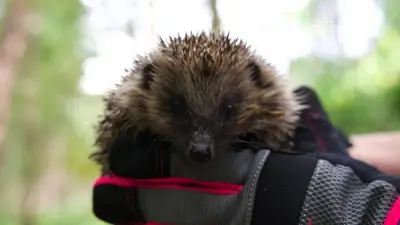 Center Parcs Releases Rescued Hedgehog Hoglets Back into Sherwood Forest