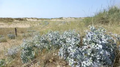 Crosby Coastal Park's Flora Thrives Despite Skylark Pressure