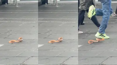 Escaped snake lunges at shoppers in Glasgow city centre