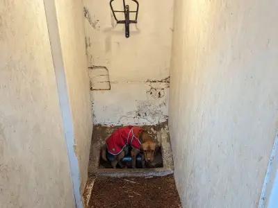 Farm shop family speaks out over relatives' animal cruelty sentence