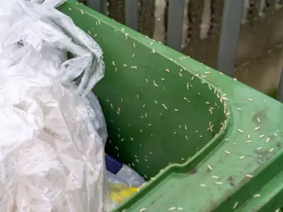 Five simple ways to keep maggots out of food bins in Birmingham
