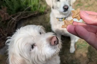 Forthglade Dog Treats Subscription: 20% Off Multipack Deal
