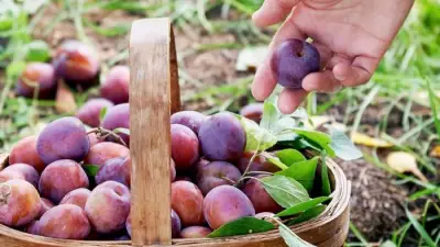 Gardening expert shares 5 cheap tricks to protect plums from pests and rot