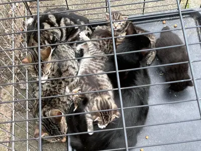 Gentle cat found dumped in Birmingham cage with kittens needs new home