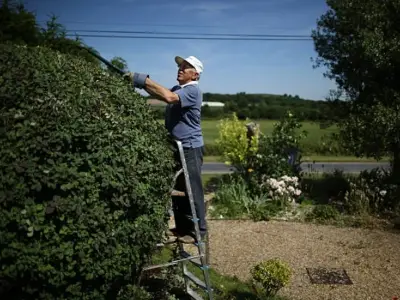 Hedge cutting prison risk rule ends August 31: what UK homeowners must know