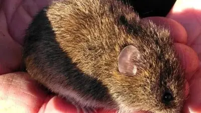 Hidden Mammals of Manchester's Mosslands Revealed by Camera Traps