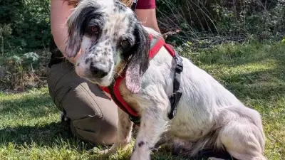 Hope Rescue Launches Healing Paws Appeal After Emaciated Maggie Found