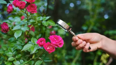 How to Protect Roses from Black Spot and Mildew in Hot Weather