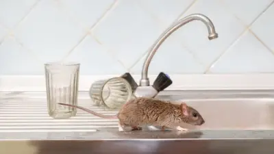 How to Stop Rats Entering Your Home This Summer