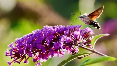 Hummingbird Hawk-moth numbers rocket after hot Sefton summer