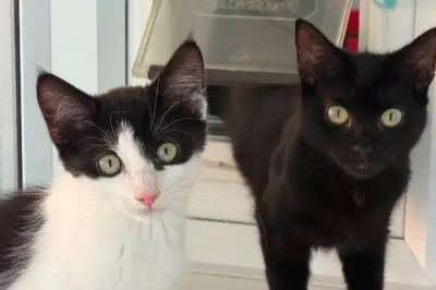 Lord of the Rings Kittens Seek Forever Homes in West Midlands