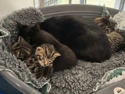 Pregnant Cat Abandoned in Dog Crate in Birmingham Alley Seeks New Home