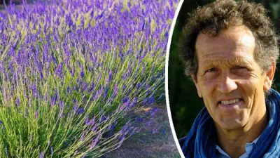 Prune lavender now: Monty Don's essential end-of-summer garden tips