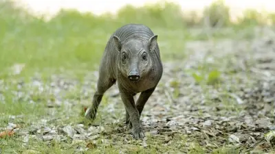 Rare Babirusa Piglet Born at Chester Zoo as Species Faces Extinction