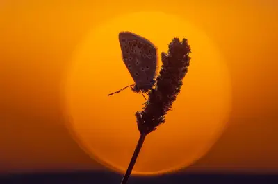 Sleeping Butterfly Silhouetted by Glorious Shropshire Sunset