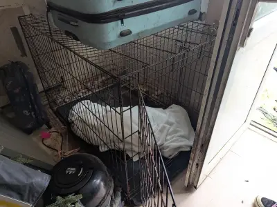 Woman who left dog to starve to death in Birmingham home claimed she was 'escaping gang'
