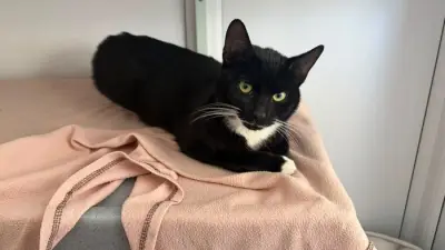 Woodlands Animal Sanctuary Pleads for Homes for 43 Kittens and 18 Cats