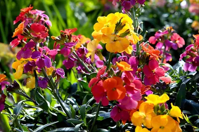 YouGarden Autumn Bedding Plant Collection Deal at £19.97