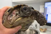 100-Year-Old Tortoise Gets New Lease of Life After Leg Amputation