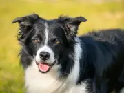 115 dog breeds at risk of disappearing from UK, Kennel Club warns