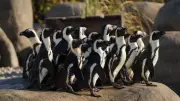 African penguins move into new £1.2m enclosure at Yorkshire Wildlife Park