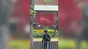 Anger as yobs destroy Sutton Coldfield flowerbed display