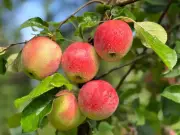 Apple trees in garden risk £200,000 fine after High Court ruling