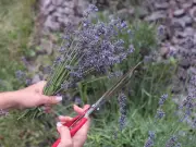 August Gardening Tasks: Cuttings and Deadheading for Strong Blooms