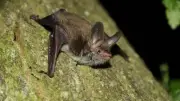 Bat Walks in Bury Reveal Nature's Greatest Summer Soundtrack