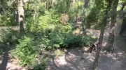 Bear Wood review: Bears and wolves from treetop walkway 80 mins from Birmingham