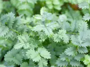 Best balcony vegetables for Birmingham gardeners: salad leaves to chillies