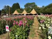 Best Things to Do This Week in Birmingham: PYO Dahlias, Free Bluey, £5 Thinktank Tickets