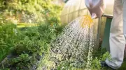 Best watering cans 2025: Top picks for every garden task