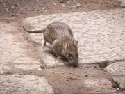 Birmingham is UK rat hotspot with 950% jump in one postcode