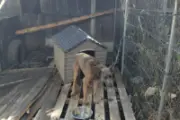 Birmingham Man Banned 25 Years for Starving Dog Neglect