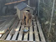 Birmingham man who starved dog to death and neglected another avoids jail