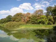 Birmingham trees lose leaves early as heatwave triggers 'false autumn'