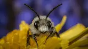 Britain's garden pollinators need help: new initiative highlights species
