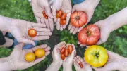 Cherry Tomatoes Pack More Nutrients Than Larger Varieties
