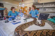 Chester Zoo Snake Gets Human Cancer Treatment in World First