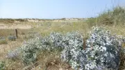 Crosby Coastal Park's Flora Thrives Despite Skylark Pressure