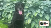 Dog Trainer Vic Barlow Warns Against Letting Dogs Fight It Out