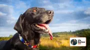 Dog Trainer Warns: 'Play' Between Dogs Is Actually Fighting