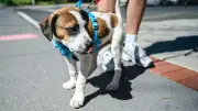 Dogs Trust urges owners to learn subtle dog body language on walks