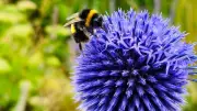 Drought-proof plants: 5 resilient picks for a scorching summer garden