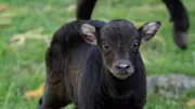 Endangered baby anoa born at Chester Zoo takes first outdoor steps